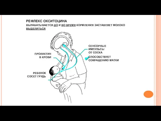 РЕФЛЕКС ОКСИТОЦИНА ВЫРАБАТЫВАЕТСЯ ДО И ВО ВРЕМЯ КОРМЛЕНИЯ ЗАСТАВЛЯЕТ МОЛОКО ВЫДЕЛЯТЬСЯ