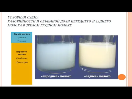 УСЛОВНАЯ СХЕМА КАЛОРИЙНОСТИ И ОБЪЕМНОЙ ДОЛИ ПЕРЕДНЕГО И ЗАДНЕГО МОЛОКА В