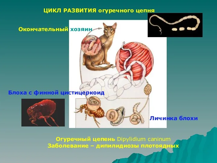 Огуречный цепень Dipylidium caninum Заболевание – дипилидиозы плотоядных ЦИКЛ РАЗВИТИЯ огуречного