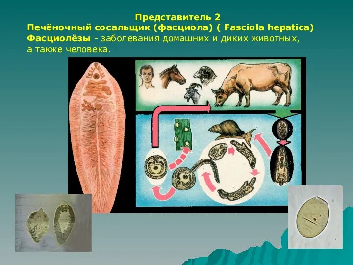 Представитель 2 Печёночный сосальщик (фасциола) ( Fasciola hepatica) Фасциолёзы - заболевания