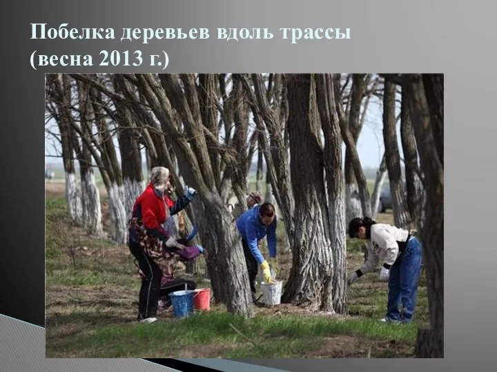 Побелка деревьев вдоль трассы (весна 2013 г.)