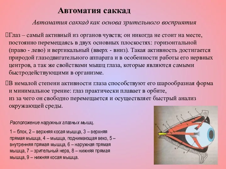 Глаз – самый активный из органов чувств; он никогда не стоит