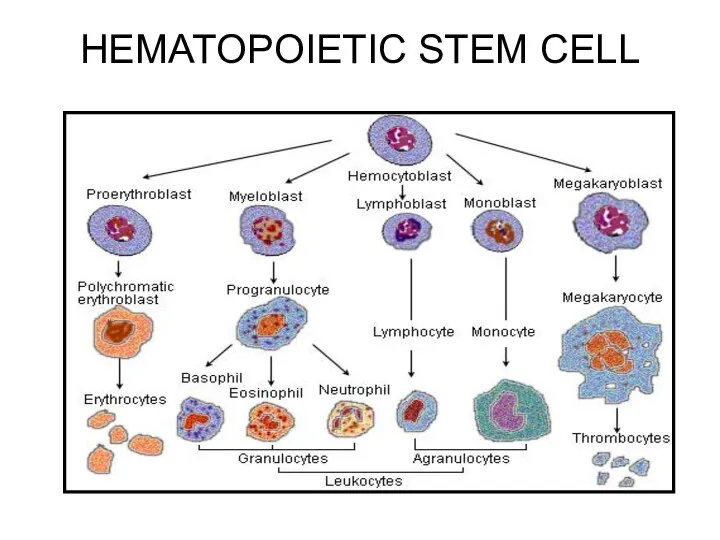 HEMATOPOIETIC STEM CELL