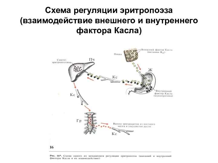 Cхема регуляции эритропоэза (взаимодействие внешнего и внутреннего фактора Касла)