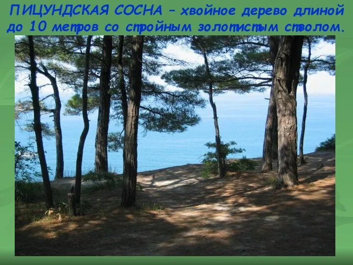 ПИЦУНДСКАЯ СОСНА – хвойное дерево длиной до 10 метров со стройным золотистым стволом.