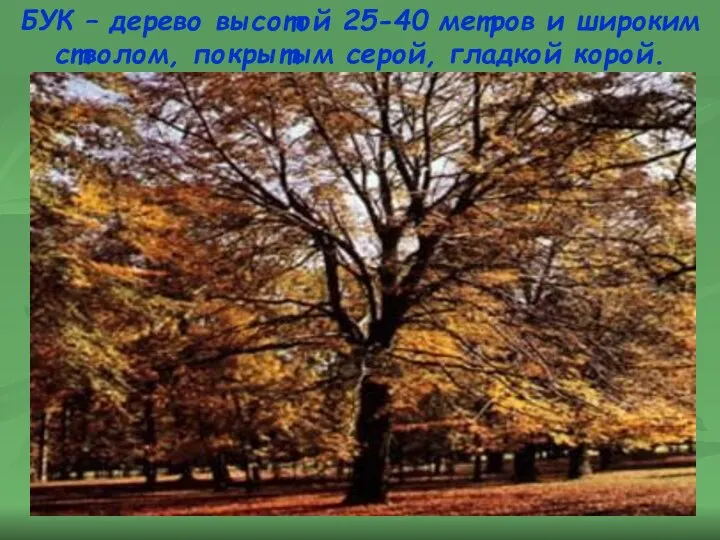 БУК – дерево высотой 25-40 метров и широким стволом, покрытым серой, гладкой корой.