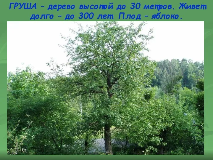 ГРУША – дерево высотой до 30 метров. Живет долго – до 300 лет. Плод – яблоко.