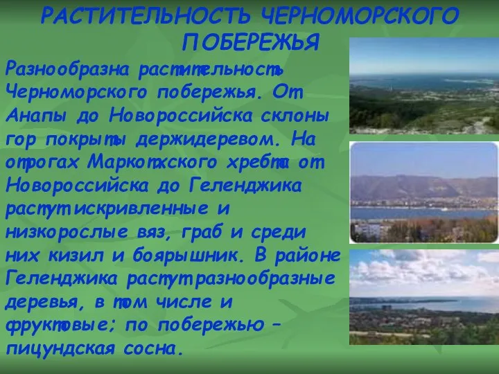 Разнообразна растительность Черноморского побережья. От Анапы до Новороссийска склоны гор покрыты