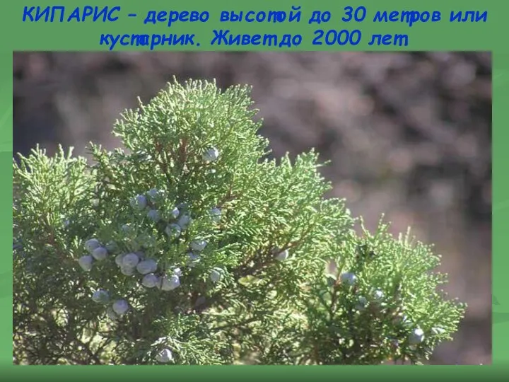 КИПАРИС – дерево высотой до 30 метров или кустарник. Живет до 2000 лет.