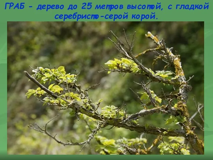 ГРАБ - дерево до 25 метров высотой, с гладкой серебристо-серой корой.