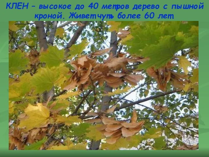 КЛЕН – высокое до 40 метров дерево с пышной кроной. Живет чуть более 60 лет.