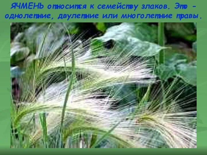 ЯЧМЕНЬ относится к семейству злаков. Это - однолетние, двулетние или многолетние травы.