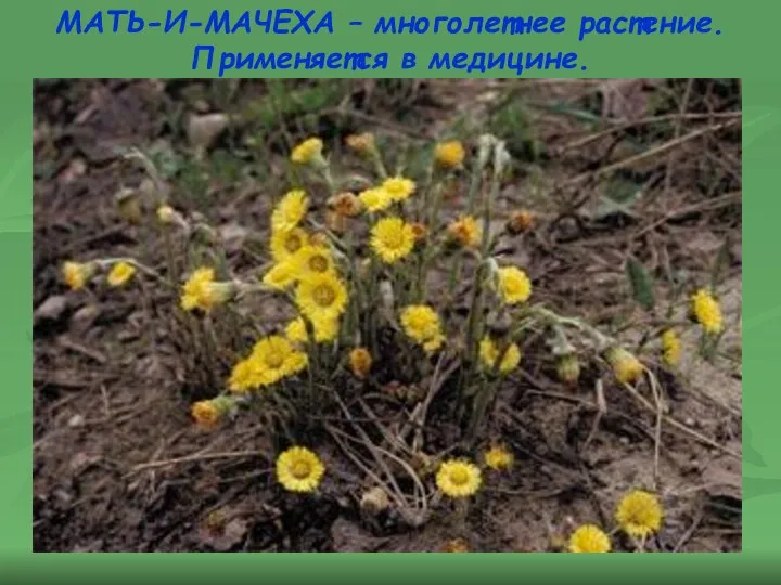 МАТЬ-И-МАЧЕХА – многолетнее растение. Применяется в медицине.