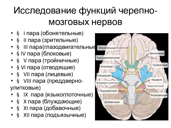 Исследование функций черепно-мозговых нервов § I пара (обонятельные) § II пара