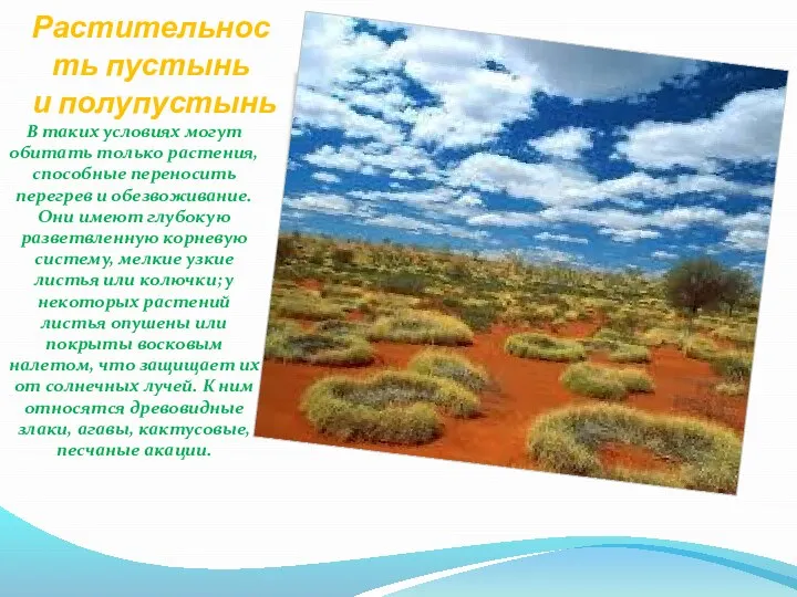 Растительность пустынь и полупустынь В таких условиях могут обитать только растения,