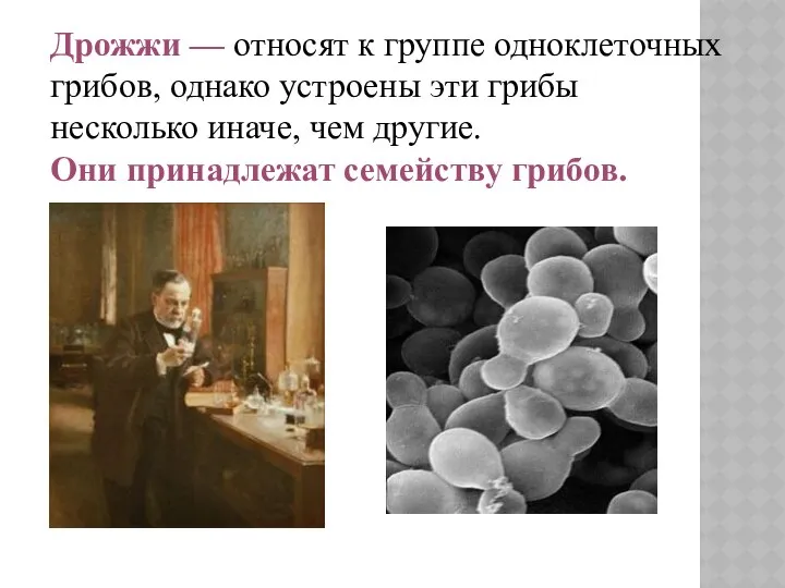 Дрожжи — относят к группе одноклеточных грибов, однако устроены эти грибы