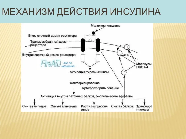 МЕХАНИЗМ ДЕЙСТВИЯ ИНСУЛИНА