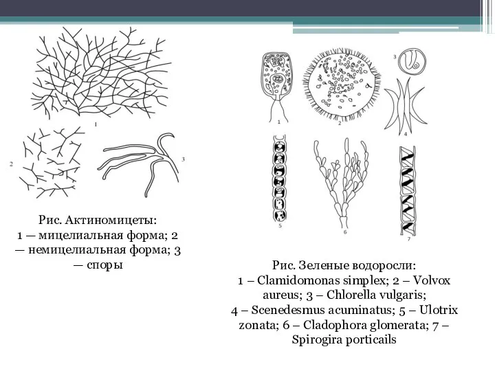 Рис. Актиномицеты: 1 — мицелиальная форма; 2 — немицелиальная форма; 3