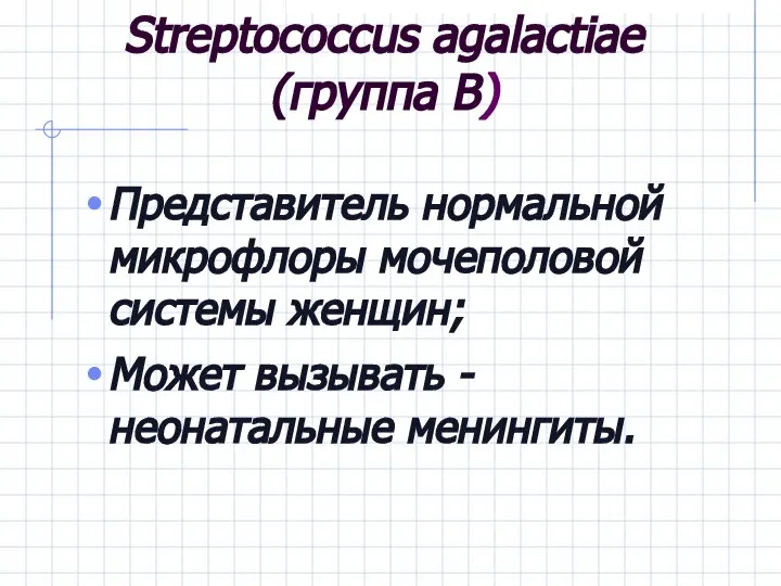 Streptococcus agalactiae (группа В) Представитель нормальной микрофлоры мочеполовой системы женщин; Может вызывать -неонатальные менингиты.