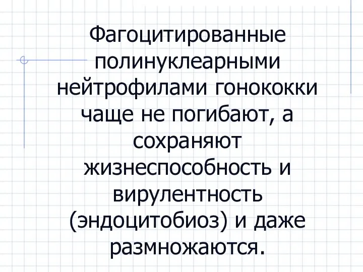 Фагоцитированные полинуклеарными нейтрофилами гонококки чаще не погибают, а сохраняют жизнеспособность и вирулентность (эндоцитобиоз) и даже размножаются.