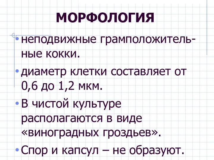 МОРФОЛОГИЯ неподвижные грамположитель-ные кокки. диаметр клетки составляет от 0,6 до 1,2