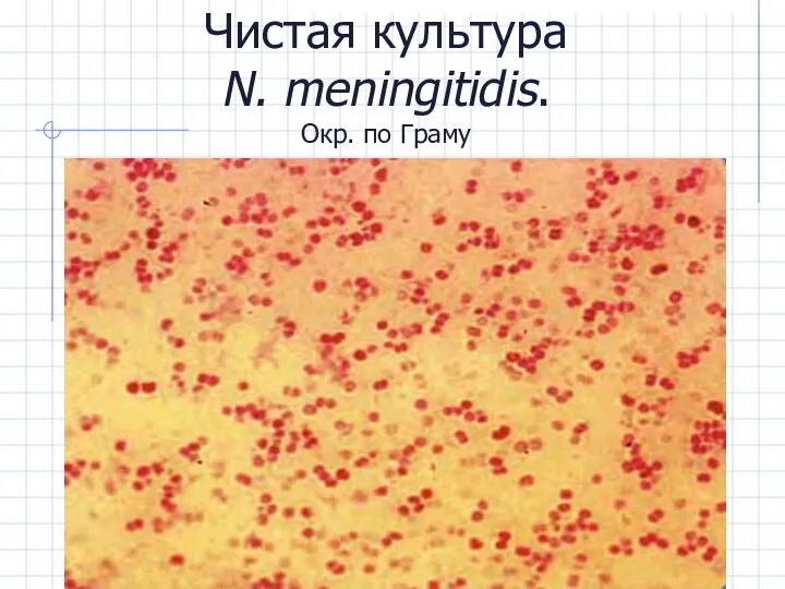 Чистая культура N. meningitidis. Окр. по Граму