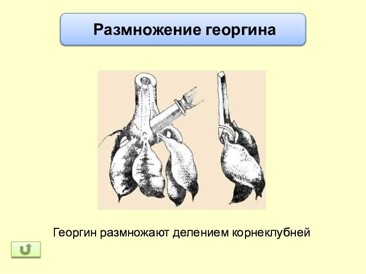 Размножение георгина Георгин размножают делением корнеклубней