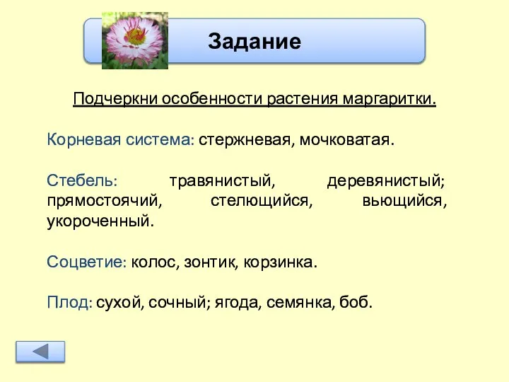 Задание Подчеркни особенности растения маргаритки. Корневая система: стержневая, мочковатая. Стебель: травянистый,