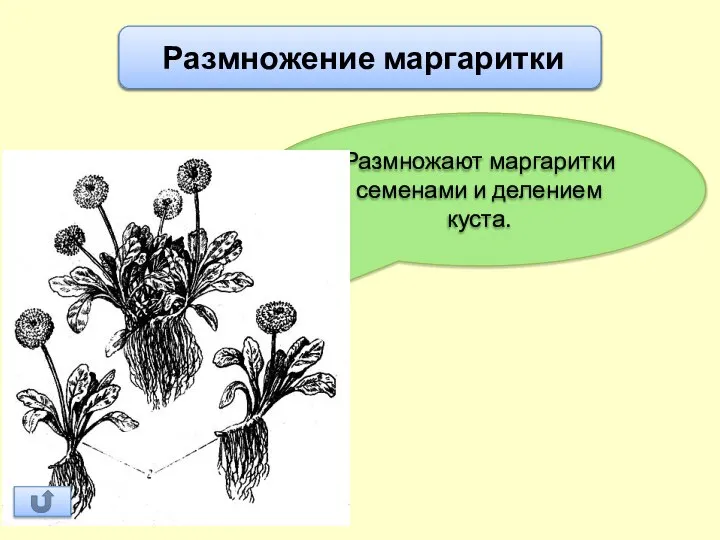 Размножение маргаритки Размножают маргаритки семенами и делением куста.