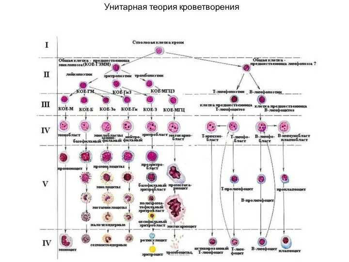 Унитарная теория кроветворения