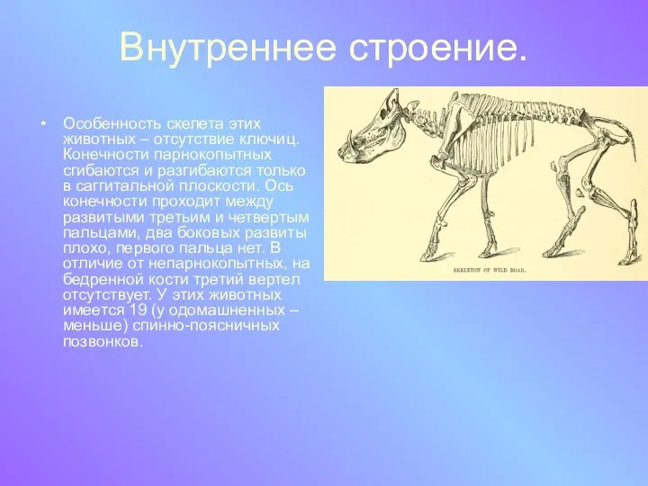 Внутреннее строение. Особенность скелета этих животных – отсутствие ключиц. Конечности парнокопытных