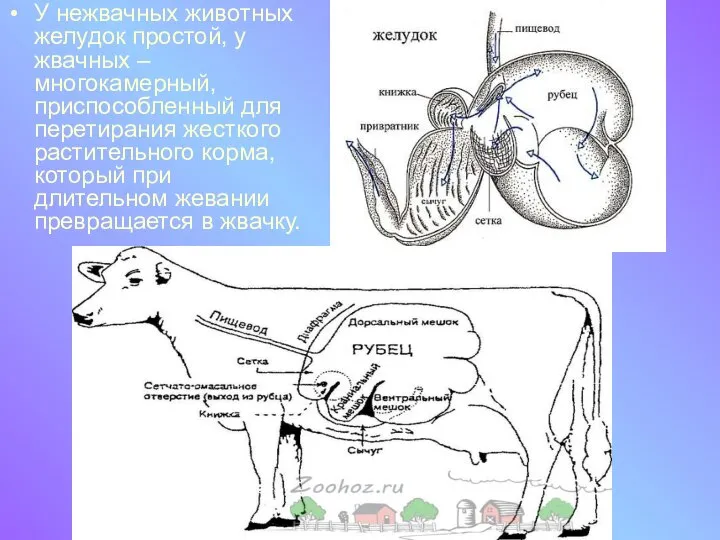 У нежвачных животных желудок простой, у жвачных – многокамерный, приспособленный для