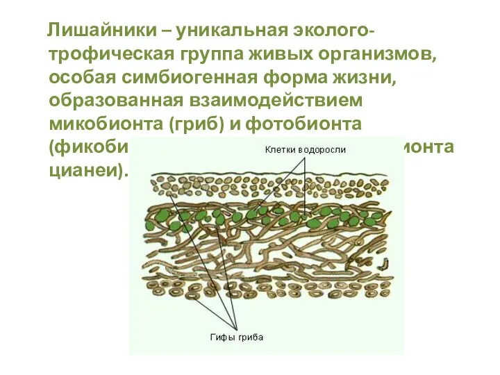 Лишайники – уникальная эколого-трофическая группа живых организмов, особая симбиогенная форма жизни,