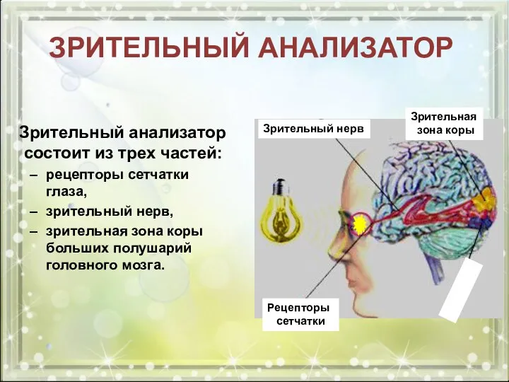 Зрительный анализатор состоит из трех частей: рецепторы сетчатки глаза, зрительный нерв,