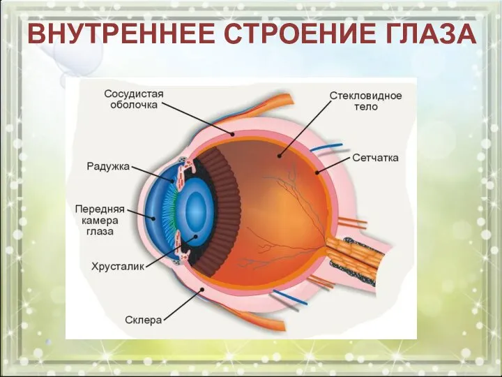 ВНУТРЕННЕЕ СТРОЕНИЕ ГЛАЗА