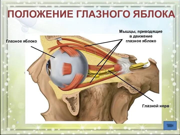 Глазное яблоко ПОЛОЖЕНИЕ ГЛАЗНОГО ЯБЛОКА Мышцы, приводящие в движение глазное яблоко Глазной нерв