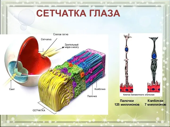 СЕТЧАТКА ГЛАЗА Палочки 125 миллионов Колбочки 7 миллионов Слепое пятно