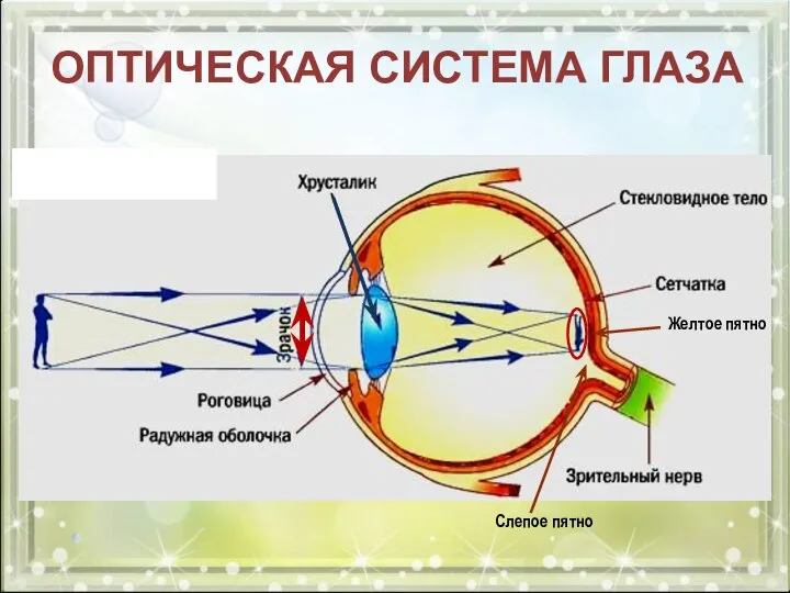 ОПТИЧЕСКАЯ СИСТЕМА ГЛАЗА Желтое пятно Слепое пятно