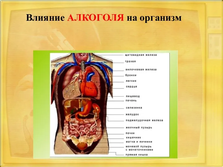 Влияние АЛКОГОЛЯ на организм