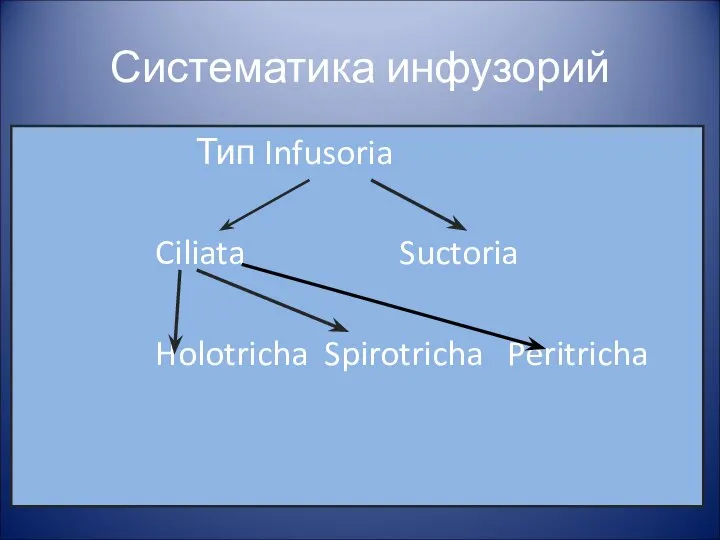 Систематика инфузорий Тип Infusoria Ciliata Suctoria Holotricha Spirotricha Peritricha