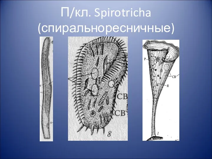 П/кл. Spirotricha (спиральноресничные)