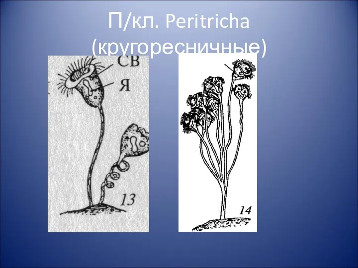 П/кл. Peritricha (кругоресничные)