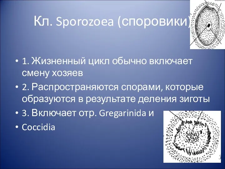 Кл. Sporozoea (споровики) 1. Жизненный цикл обычно включает смену хозяев 2.