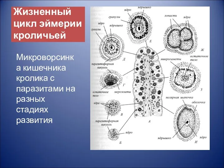 Жизненный цикл эймерии кроличьей Микроворсинка кишечника кролика с паразитами на разных стадиях развития
