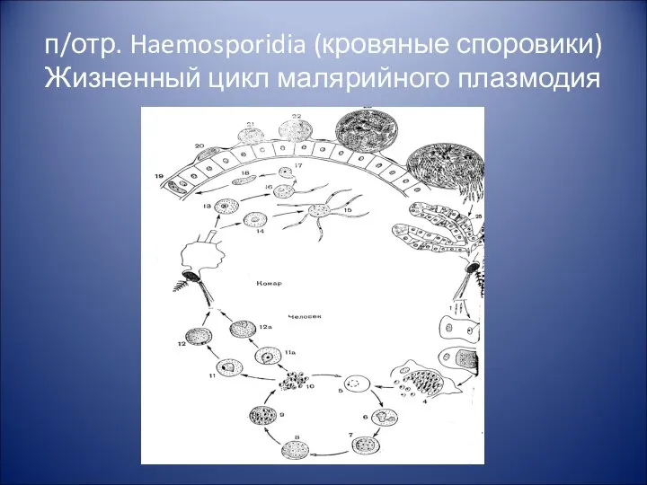 п/отр. Haemosporidia (кровяные споровики) Жизненный цикл малярийного плазмодия