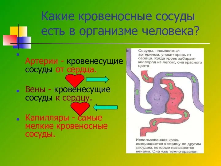 Какие кровеносные сосуды есть в организме человека? Артерии - кровенесущие сосуды