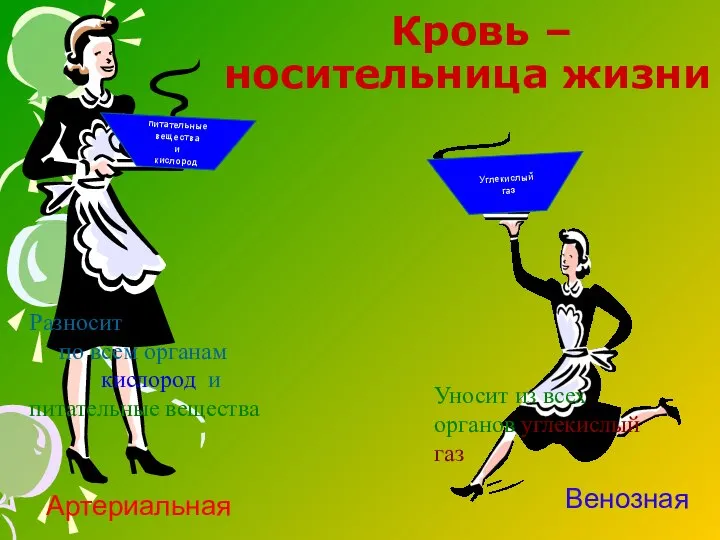 Кровь – носительница жизни питательные вещества и кислород Разносит по всем