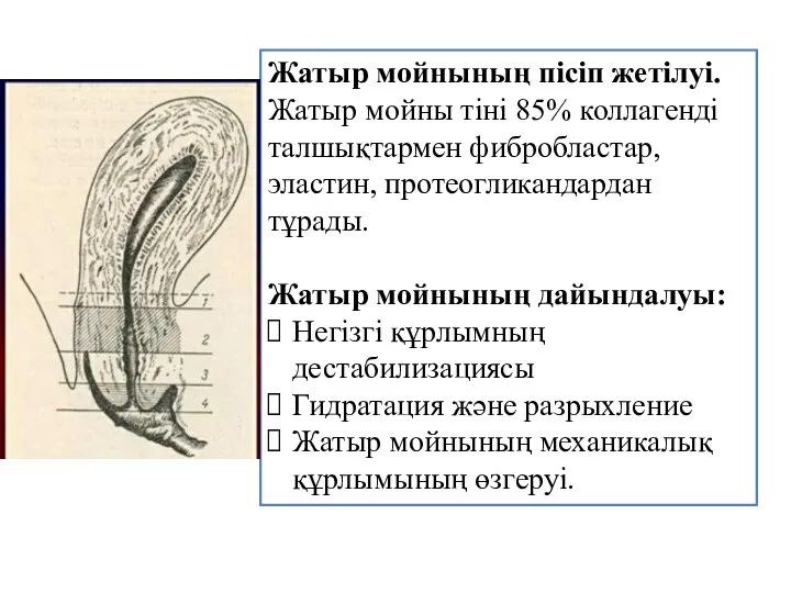 Жатыр мойнының пісіп жетілуі. Жатыр мойны тіні 85% коллагенді талшықтармен фибробластар,