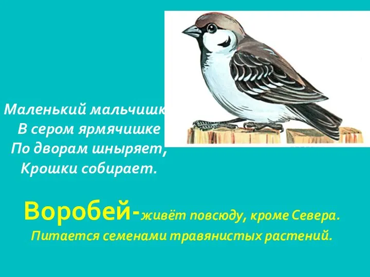 Воробей-живёт повсюду, кроме Севера. Питается семенами травянистых растений. Маленький мальчишка В