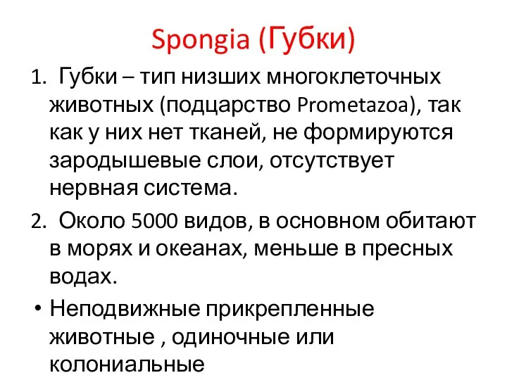 Spongia (Губки) 1. Губки – тип низших многоклеточных животных (подцарство Prometazoa),